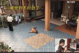 我叫阿浩，在此向我老婆童女士道歉，我跟狗狗一起欺骗了她，这个视频是我跟狗狗的“犯罪”记录，大家请勿模仿#狗狗糯米