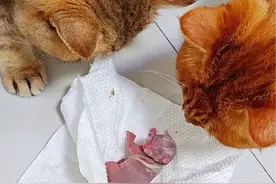 捡了一只小猫 早产的小猫能养活吗#幼崽 #猫咪 #生小猫了 #捡了个猫 #猫猫幼崽视频封面