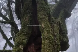 哀牢山背后不为人知的危险#中国神秘哀牢山 #云南哀牢山仙境 #自然奇境科普季 #万物皆可种草搜