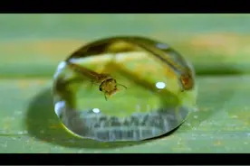 蚊子的一生，从卵到孑孓再到化蛹，最后羽化成虫 #蚊子 #动物科普 #昆虫