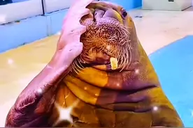 海象嘟嘟的智商有多高？#神奇动物在抖音 #难得一见 #人与动物和谐共处 #海象嘟嘟