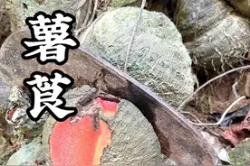 薯莨 农村大山里的这种植物叫薯莨，又叫朱砂莲，红孩儿，它是一种中药材，也是天然染色剂，你懂它的价值吗？#薯莨 #我的乡村生活