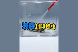 用零下196℃的液氮把蝗虫瞬间冰冻，解冻后还能否复活？#水蛭 #蝗虫 #液氮 #解压 #趣味实验