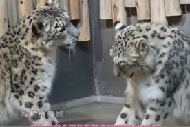 老雪豹天天累的像孙子一样#狗狗 #雪豹 #扩散视频封面