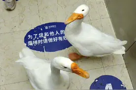 大鹅的智商有多高？有人说才四五孩子的智商