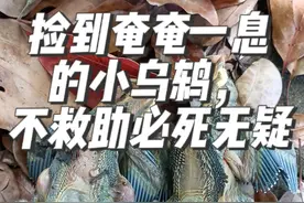 又捡到一个倒霉蛋，兄弟姐妹都死了，它也奄奄一息，不知道能不能救活。#捡鸟 #救助野生动物