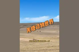 我看到那些在西藏近距离接触熊的还觉得可爱的真是无语！这是非常危险的动物！尤其带孩子的 看看那些大型野牦牛的尸体吧！哪个都比你耐吃！#高原上的神奇动物们 #野生动物零距离 #棕熊出没 #羌塘 #野生狼视频封面