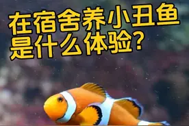 尼莫一家四口都来了！ #小丑鱼 #海底总动员 #海缸日记 #养鱼日记 #海底世界