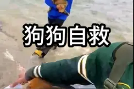 为了救孩子，狗妈妈独自在洪水中守候 #动物的迷惑行为 #万物皆有灵性 #动物救助#母爱#动物也有爱视频封面