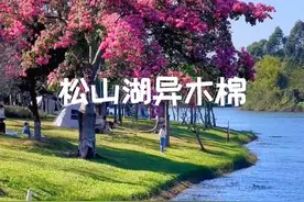 东莞异木棉最佳赏花推荐：松山湖异木棉花，导航位置就在黄花风铃木，真的是太好看啦。露营烧烤散步骑行遛娃等等，周末休闲游玩的好去处，一路美景沿湖都是异木棉花。#东莞游玩推荐 #松山湖 #松山湖风景视频封面