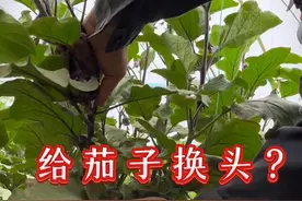 来我们给茄子换个“头”#种植小技巧 #茄子种植 #茄子种植管理技术 #农业小妙招 #山西丰田肥业