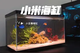 小米智能鱼缸也能养海水鱼#小丑鱼 #小米智能鱼缸测评