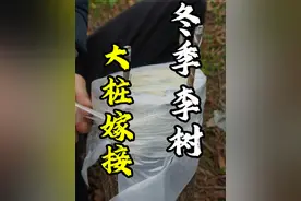 #创作灵感 #嫁接教程 #嫁接技术 #内容启发搜索 这棵树髓心已坏死，根系已经有问题了 本来是要砍了的 嫁接的意义不那么大，这里主要做演示作用，这种树不如重栽，恰好我这边正好缺授粉树，所以活了的话也有作用视频封面