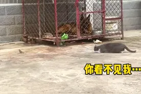 猫抓小鸟，旁边小狗紧张到不敢吱声。#搞笑配音 #客家话