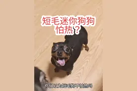 千万不要养小鹿犬 真的是太难养了，冬天怕冷夏天怕热！#小鹿犬 #它真的好像个小宝宝视频封面