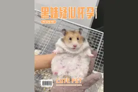 黑妹疑似怀孕？！#养鼠日常分享 #仓鼠 #萌宠 #金丝熊 #仓鼠怀孕