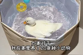 到底啥样的人才会在家养这么多小动物？ #宠物