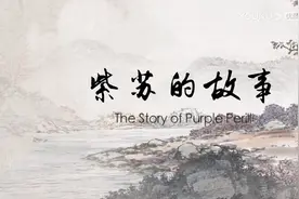 【名称】紫苏 【别名】苏叶，紫苏，青苏叶，香苏叶 【归经】辛视频封面