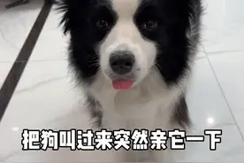 叫过来突然亲狗狗一下！ #宅家治愈记 #边牧 #万物可爱计划