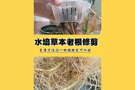 水培植物根系太多如何修剪，是否可以修剪掉？ 总有人问我水生根系太拥挤应该怎么修剪，我就用这棵3年的春羽来做示范，我们先看对比，右边的是2024年的新生根我单独分离了生长空间。新生根活性更强且洁白。左边是2年左右的老根，这种老根活性一般较差，部分已经退化发黄，容易引起水体变质，草本植物可按以下两点原则修剪，1，选择颜色较深侧根系不发达的老根，2，修剪的伤口尽可能在水面之上，否则伤口被泡在水中容易感染杂菌腐烂。将剪掉的主根整体抽出。然后冲洗掉断残根系，洁白的根系更有观赏价值，注意，修剪根系后的前2周纯自来水养护，不要加任何营养液，营养液EC值增加后对受伤的须根非常不利。水培植物根系太多了怎么剪掉，能否剪掉重新生长?#水培 #水培植物 #植物 #爱生活爱养花 #水培先生视频封面