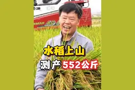 朱有勇院士水稻上山测产结果：亩产640公斤！曾说最高亩产788公斤没问题#水稻上山 #水稻 #水稻种植 #三农