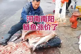 马上过年了，河南南阳鲢鱼涨到4.5元一斤，生意依然火爆视频封面