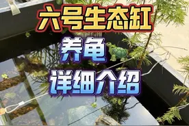 今天带大家来看看我半年多没换水的六号生态龟缸#生态缸 #乌龟 #龟缸 #生态龟缸 #龟缸造景