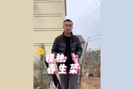 春天生菜怎么种？播种生菜#我的小菜园 #关注我一起学种菜 #种植小技巧 #我爱种菜 #阳台种菜