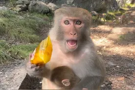 猴哥可以帮忙拔刺，但是不能摸宝宝#猴子🐒 #动物的迷惑行为 #万万没想到视频封面