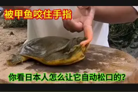 甲鱼咬住手指不放，你看日本人是怎么让它自动松口的，太厉害了