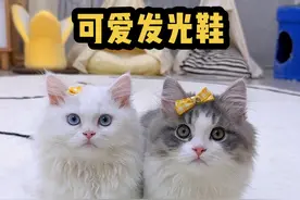 果然再可爱的猫 关了灯都会变得吓人 #小奶猫 #铲屎官的乐趣 #猫咪成精