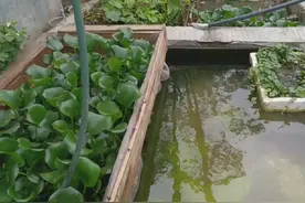 我的楼顶鱼池养泥鳅，快来看看吧#鱼塘乐趣 #庭院鱼池视频封面