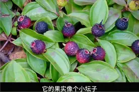 地菍又叫地茄子，它可是七零八零儿时的零食，你小时候吃过它吗？#地菍 #地茄子 #植物科普