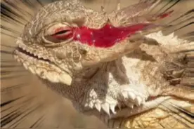 遇到这种蜥蜴，一定要小心#角蜥视频封面