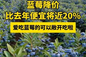 蓝莓自由来啦~#蓝莓降价比去年便宜将近20%