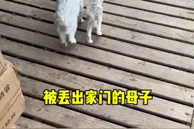 被丢出家门的母子，这一幕尽是无奈，直到救助后，现已重生一周年#明仔团队 #流浪猫救助 #猫妈妈保护自己的孩子视频封面