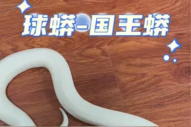 科普一下大家好奇心#球蟒 ，玩家禁止饲养#保护动物人人有责视频封面