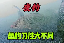 夜钓没口是因为没有鱼？没那么简单，水下视频告诉你为什么 #钓鱼