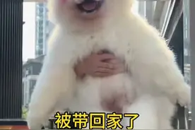 边牧扔萨摩后续 #萨摩耶 #边牧 #狗是狗边牧是边牧 #这狗子打小就精 #边牧智商有多高视频封面