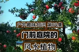 户外趣味知识 第64集 庭院风水植物 如果让我选，我会选金桂、龙眼、石榴、枣树，这四种种在庭院，太漂亮了#庭院植物#观果#观花#四季飘香户外视频封面