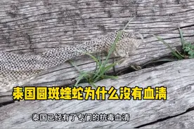 泰国圆斑蝰蛇国内为什么不生产血清？#享快乐趣天津  #蛇类科普