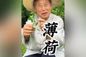 薄荷：霸道的香气不影响他是优秀本草，不过也要注意区分哦#薄荷 #大自然的馈赠 #农村生活 #我的乡村生活 #你的家乡有这种植物吗