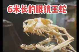 六米长的眼镜王蛇 #眼镜王蛇 #标本视频封面