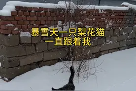 一只流浪猫在暴雪天一直追着我原来它早就选中我当他的妈妈了 #我和流浪猫的故事 #流浪猫 #万物皆有灵性 #流浪动物不流浪 #得物