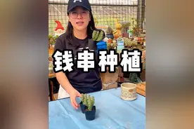 大家要求的钱串种植，看看行不行#多肉养护 #种植小技巧 #花卉养护 #肉肉的世界 #爱生活爱养花视频封面