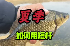 夏季钓鱼长杆不如短杆？揭秘短杆高效上鱼的三大秘诀！ #钓鱼