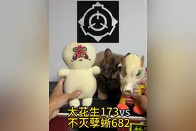大花生vs不灭孽蜥，猫咪当裁判 #萌宠 #猫咪 #scp #基金会永不落幕 #后室backrooms视频封面