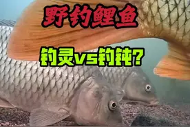 野钓鲤鱼到底是该钓灵还是钓钝？警惕性高不敢吃VS钓钝错失口？视频封面