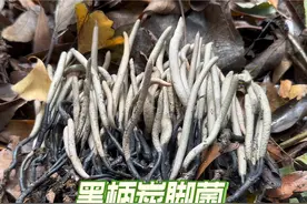 又有粉丝发现一大片黑柄炭脚菌！走，我们去看看！#乌灵参