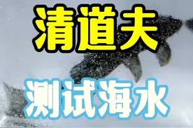 把清道夫放到海洋里，清道夫还能否适应呢？结果出乎意料！#九块九省钱攻略 #我在抖音淘到的居家实用好物 #清道夫 #水蛭 #解压视频封面